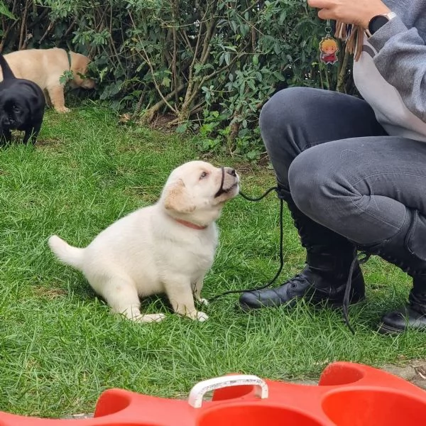 cuccioli di labrador in linea con pedigree disponibile | Foto 2