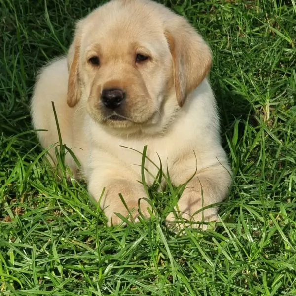 cuccioli di labrador in linea con pedigree disponibile | Foto 1