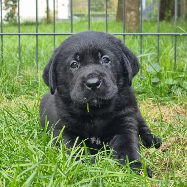 cuccioli di labrador in linea con pedigree disponibile