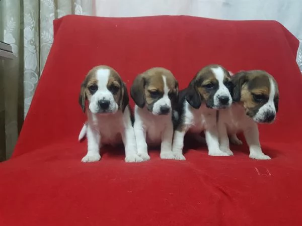 regalo cuccioli beagle whatsapp 0039 353 317 4023  | Foto 2