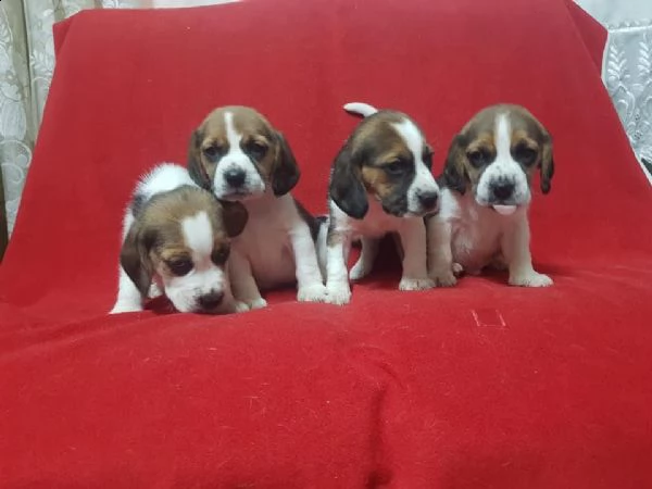 regalo cuccioli beagle whatsapp 0039 353 317 4023  | Foto 1