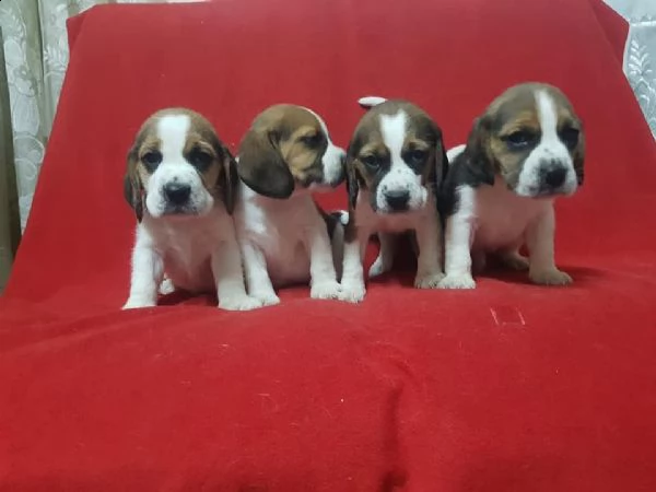 regalo cuccioli beagle whatsapp 0039 353 317 4023  | Foto 0