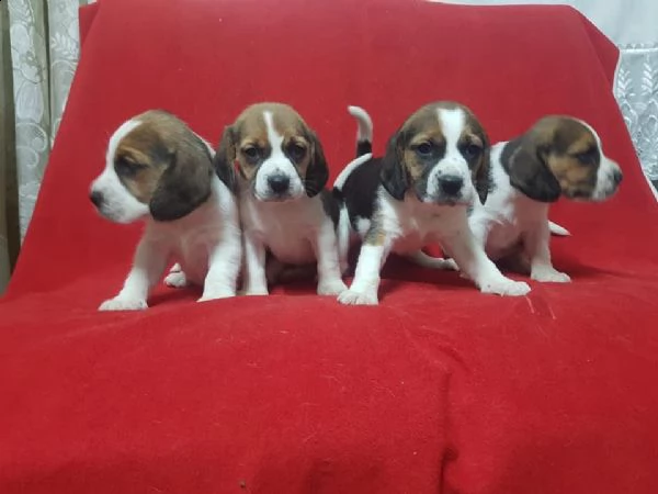 regalo cuccioli beagle whatsapp 0039 353 317 4023 
