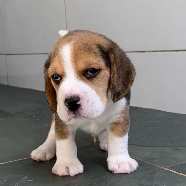  regalo beagle cuccioli meravigliosi  