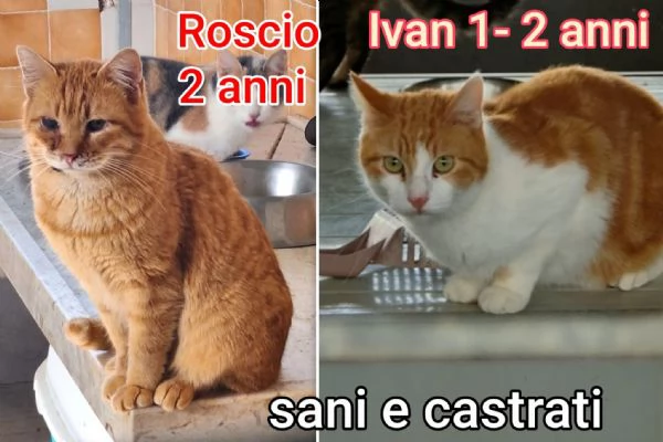 tanti gattini abbandonati | Foto 6