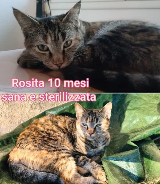 tanti gattini abbandonati | Foto 5