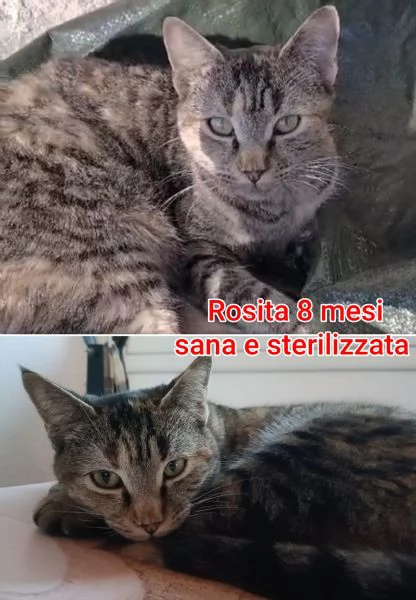 tanti gattini abbandonati | Foto 5