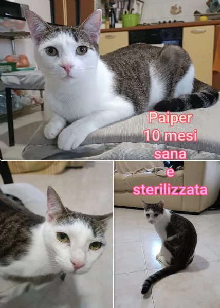 tanti gattini abbandonati | Foto 4