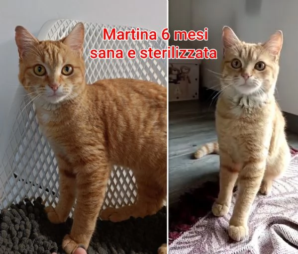 tanti gattini abbandonati