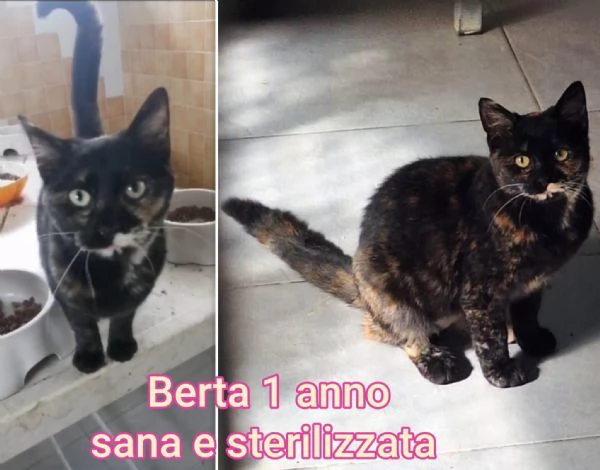 tanti gattini abbandonati | Foto 4