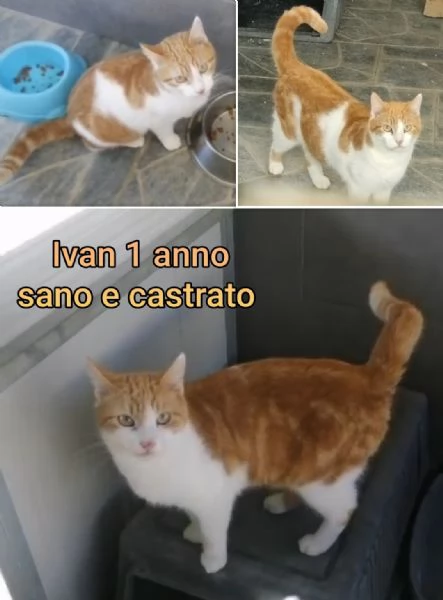 tanti gattini abbandonati | Foto 3