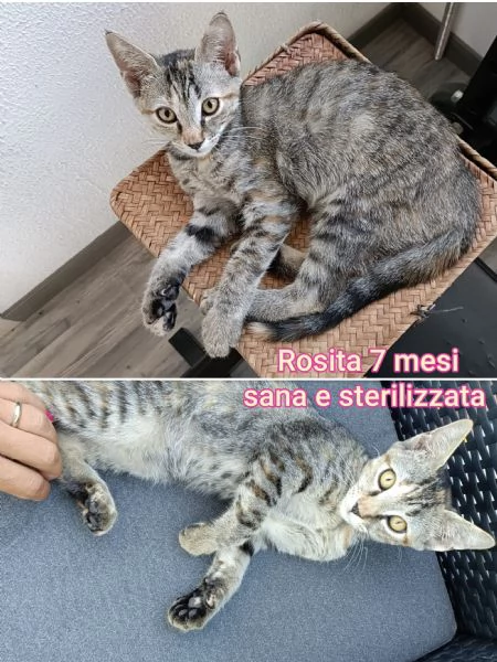 tanti gattini abbandonati | Foto 4