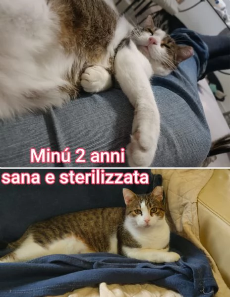 tanti gattini abbandonati | Foto 2