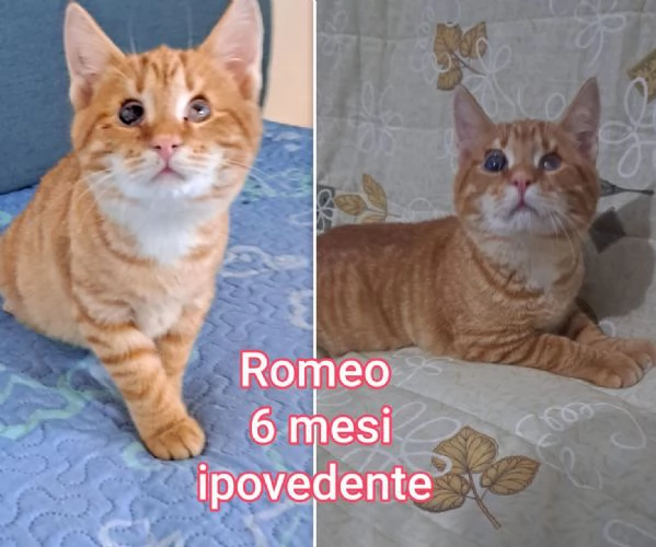 tanti gattini abbandonati | Foto 1