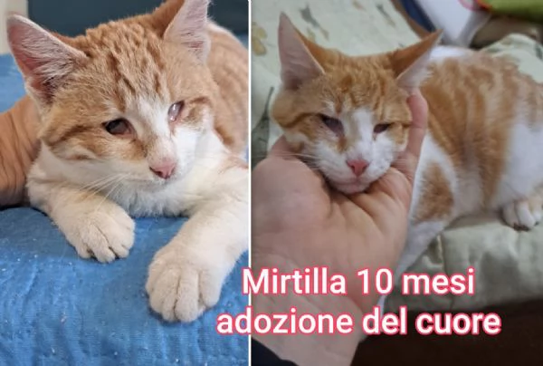 tanti gattini abbandonati | Foto 3