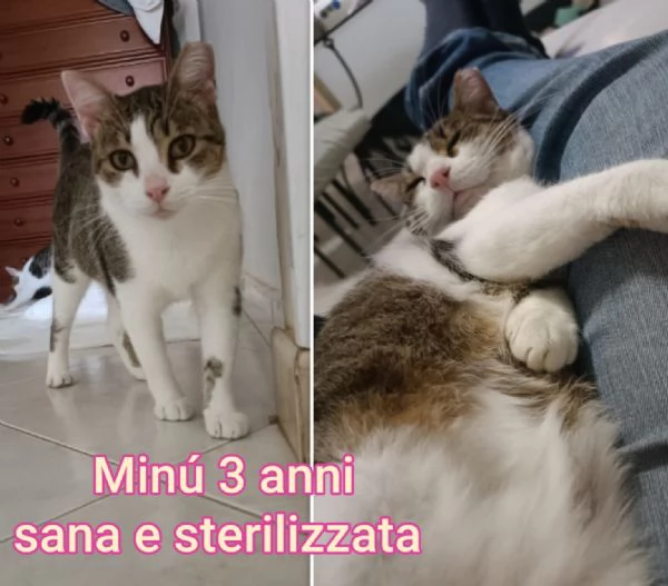 tanti gattini abbandonati | Foto 2