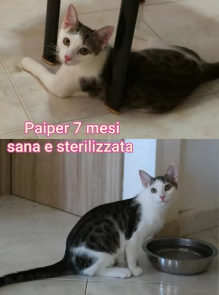 tanti gattini abbandonati | Foto 0