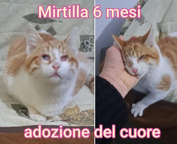 tanti gattini abbandonati | Foto 0