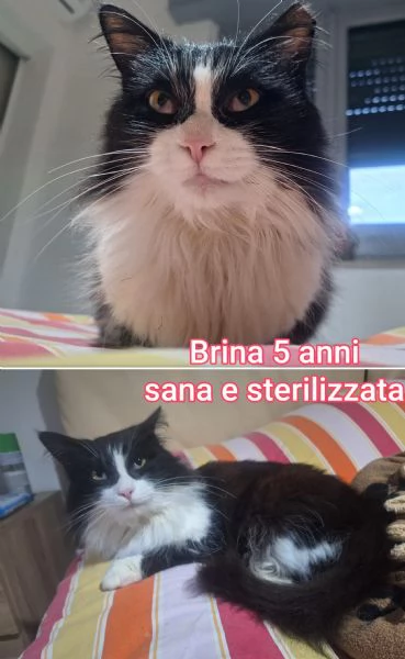 tanti gattini abbandonati | Foto 0