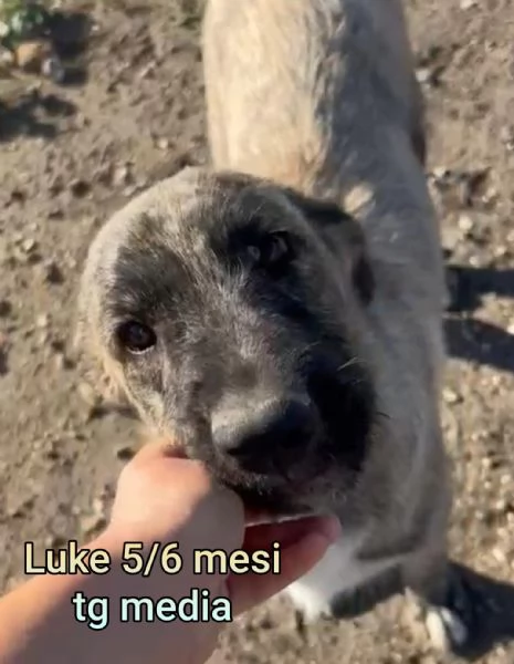 2 mesi cuccioli in adozione  | Foto 6