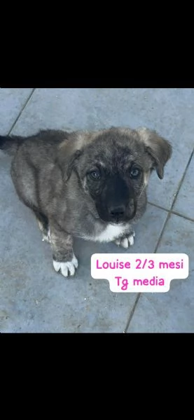 2 mesi cuccioli in adozione 