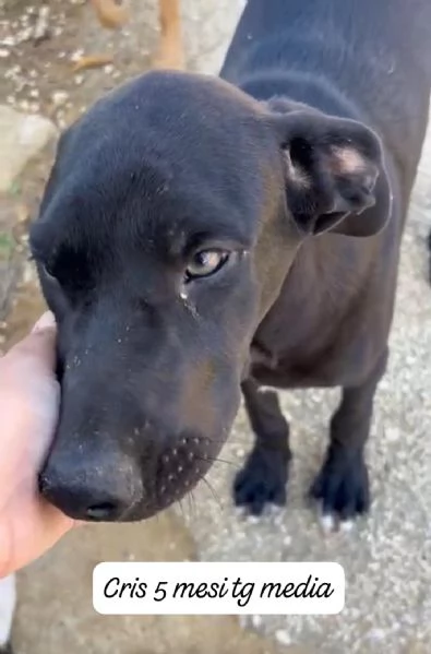 2 mesi cuccioli in adozione  | Foto 5