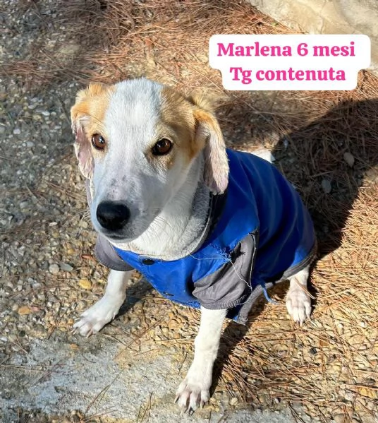 2 mesi cuccioli in adozione  | Foto 4