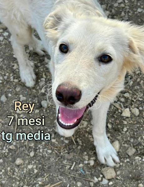 2 mesi cuccioli in adozione  | Foto 2