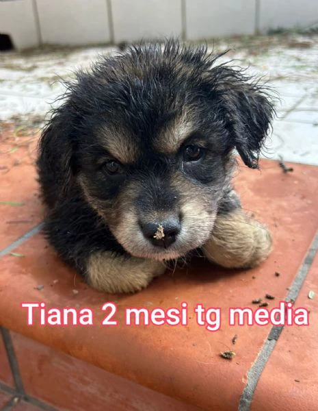 2 mesi cuccioli in adozione 