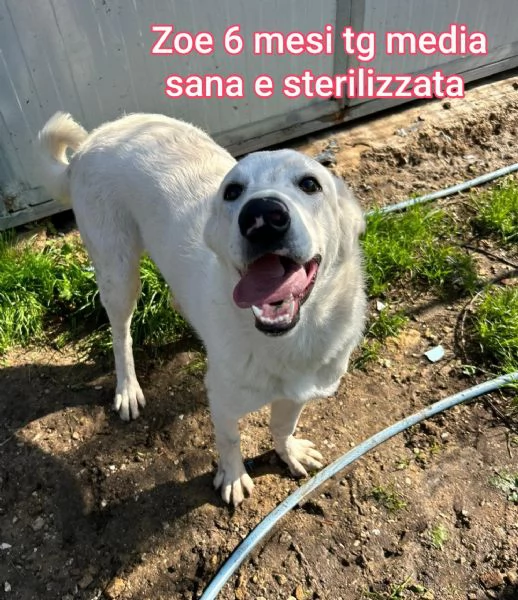 2 mesi cuccioli in adozione  | Foto 2