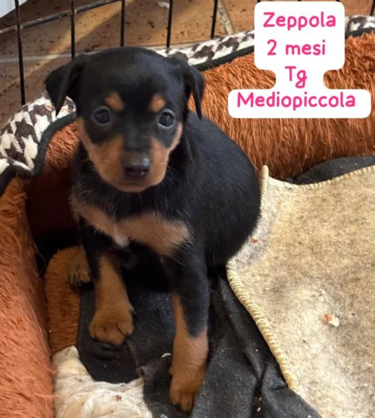 2 mesi cuccioli in adozione 