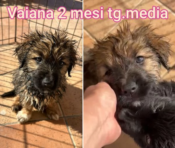 adotta un cucciolo bisognoso  | Foto 3