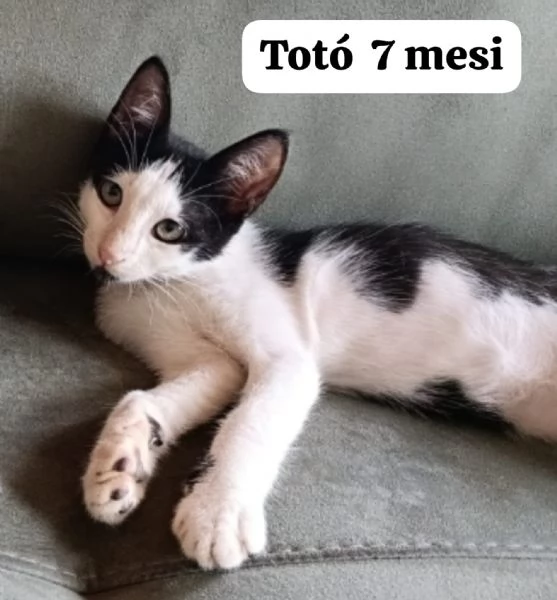 Salvate un gattino NON IGNORATELI | Foto 6