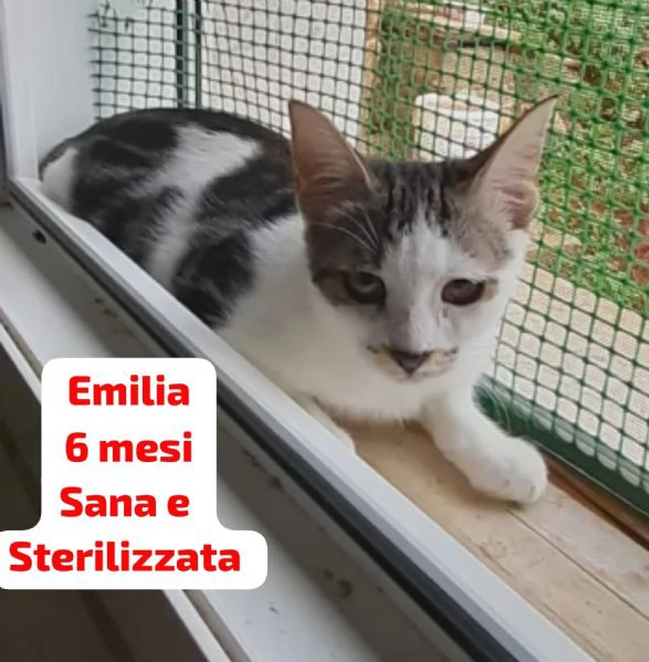 Salvate un gattino NON IGNORATELI | Foto 6