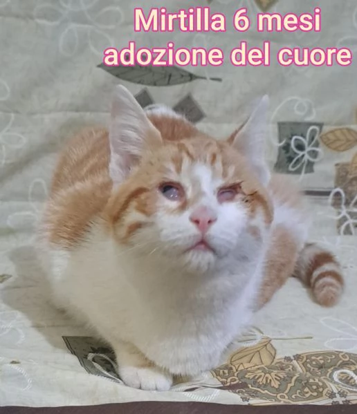 Salvate un gattino NON IGNORATELI | Foto 6