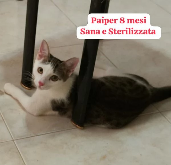 Salvate un gattino NON IGNORATELI