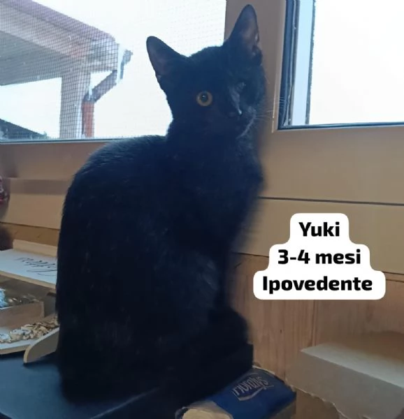 Salvate un gattino NON IGNORATELI | Foto 4