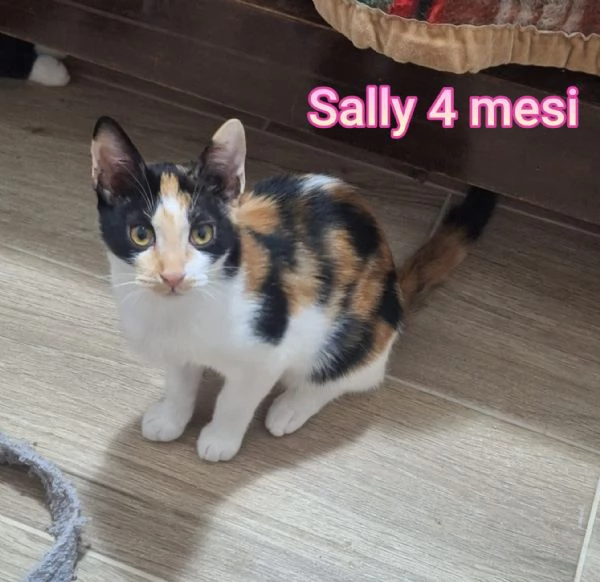 Salvate un gattino NON IGNORATELI | Foto 3