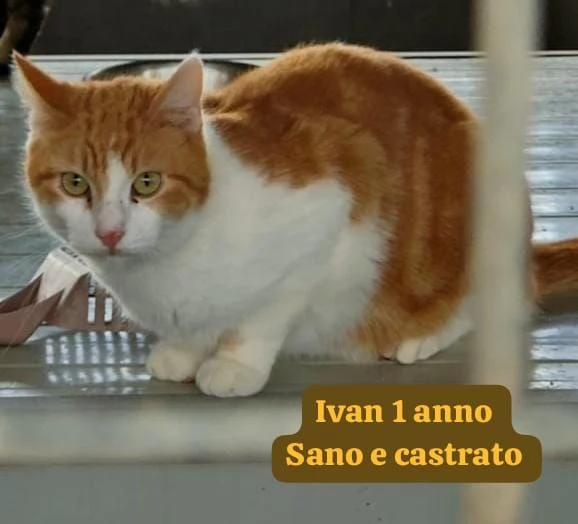 Salvate un gattino NON IGNORATELI | Foto 3