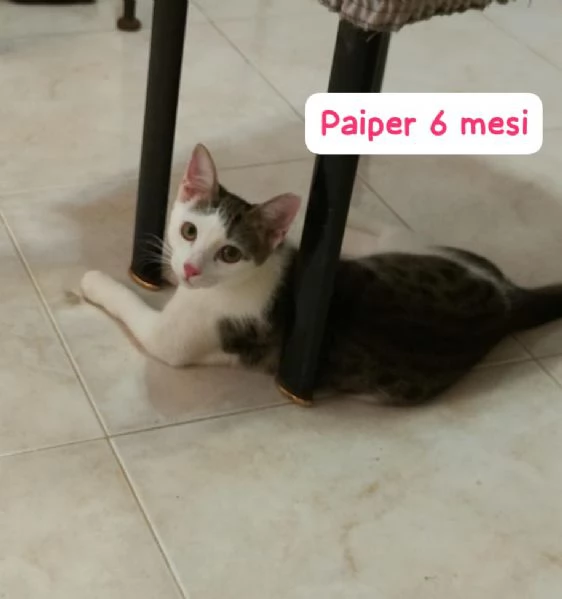 Salvate un gattino NON IGNORATELI | Foto 2