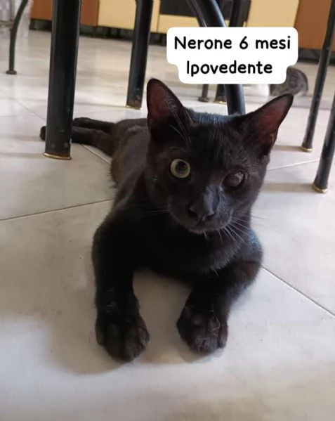 Salvate un gattino NON IGNORATELI | Foto 1