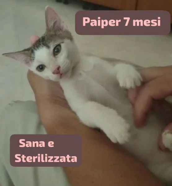 Salvate un gattino NON IGNORATELI | Foto 1