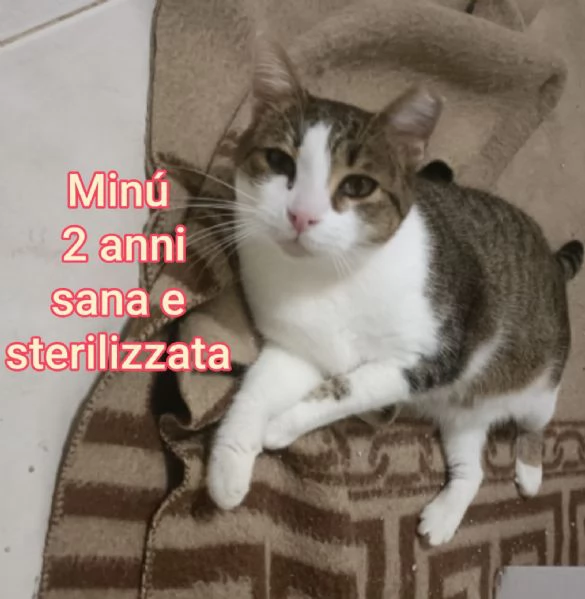 Salvate un gattino NON IGNORATELI | Foto 2