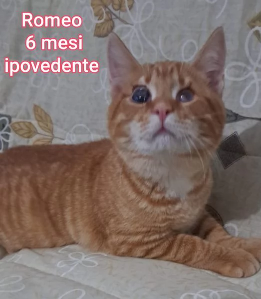 Salvate un gattino NON IGNORATELI | Foto 0