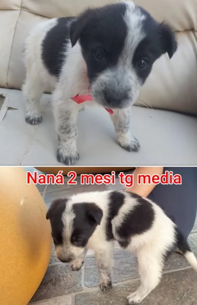 23 mesi Adorabili cucciolini 