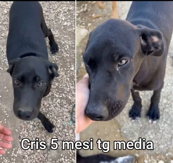 23 mesi Adorabili cucciolini  | Foto 1