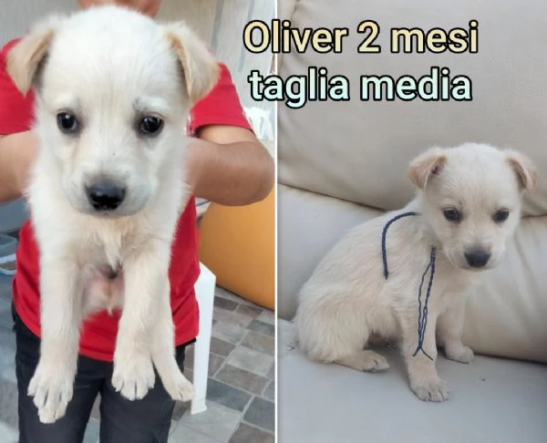 23 mesi Adorabili cucciolini  | Foto 3