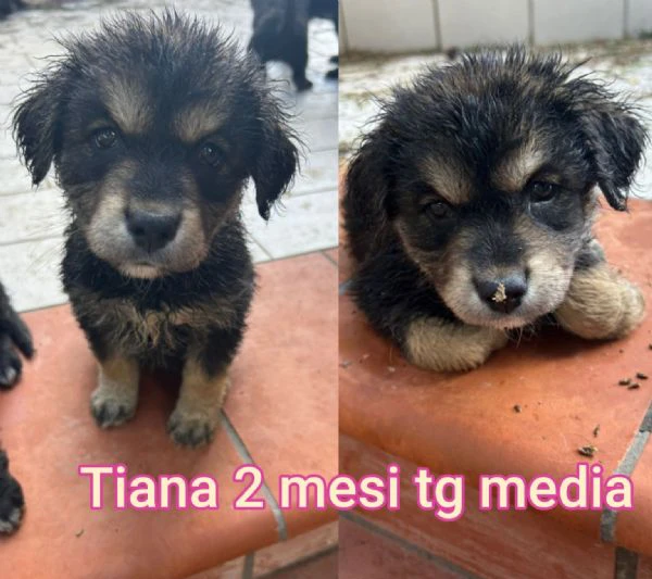 23 mesi Adorabili cucciolini  | Foto 1