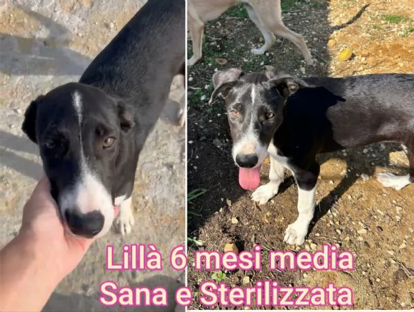 23 mesi Adorabili cucciolini  | Foto 0