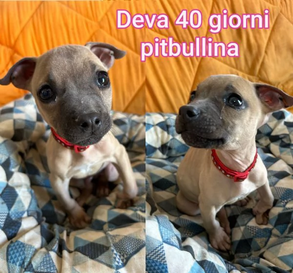 Cuccioli di 3 mesi Taglie medie | Foto 5